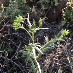 Senecio glossanthus