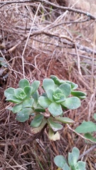 Aeonium haworthii