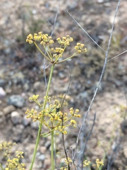 Bupleurum fruticescens