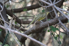 Chlorocichla flaviventris flaviventris