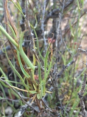 Bupleurum fruticescens