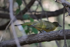 Chlorocichla flaviventris flaviventris