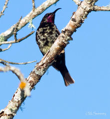 Chalcomitra amethystina amethystina