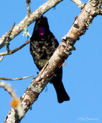Chalcomitra amethystina amethystina