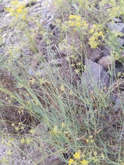 Bupleurum fruticescens