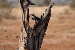 Bubalornis niger niger