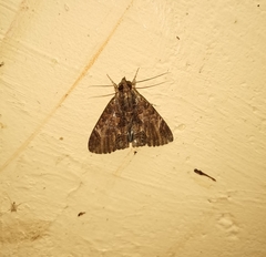 Ercheia