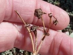 Oscularia vredenburgensis