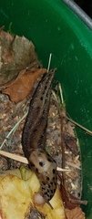 Limax maximus
