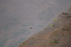 Charadrius marginatus mechowi