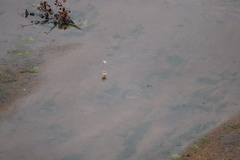 Charadrius marginatus mechowi