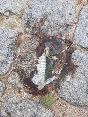 Timon lepidus ibericus