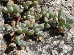 Oscularia vredenburgensis