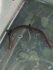 Amynthas diffringens