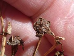 Oscularia vredenburgensis