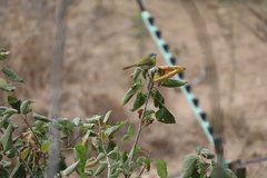Apalis flavida neglecta