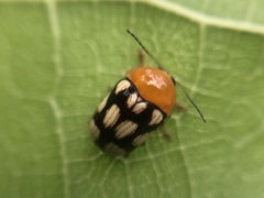 Cryptocephalus luteosignatus