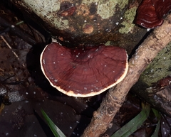 Earliella