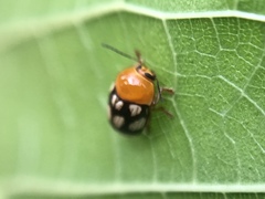 Cryptocephalus luteosignatus