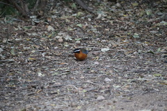 Cossypha heuglini heuglini