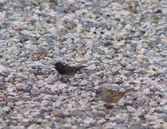 Junco hyemalis cismontanus