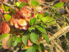 Hymenocardia ulmoides