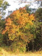 Hymenocardia ulmoides