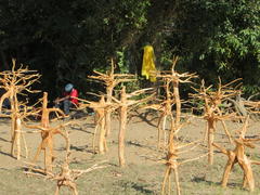 Hymenocardia ulmoides