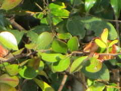 Hymenocardia ulmoides