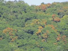 Hymenocardia ulmoides