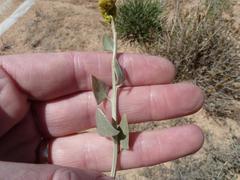 Manochlamys albicans