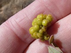 Manochlamys albicans