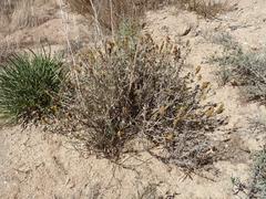 Manochlamys albicans