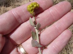 Manochlamys albicans