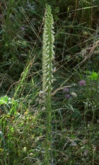 Digitalis micrantha