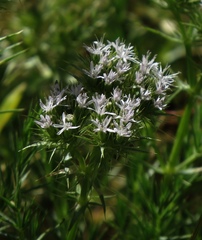 Drypis spinosa spinosa