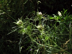 Cirsium lobelii
