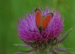 Zygaena rubicundus