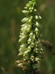 Digitalis micrantha