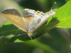Hypolycaena philippus philippus