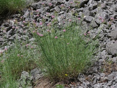 Centranthus angustifolius