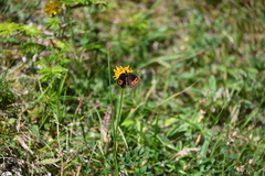 Erebia montanus