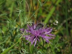 Centaurea ambigua