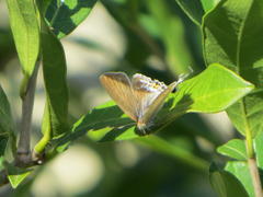 Hypolycaena philippus philippus