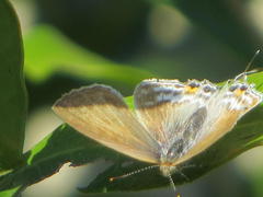 Hypolycaena philippus philippus