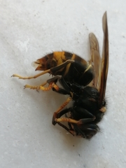 Vespa velutina