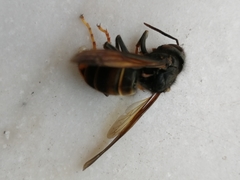 Vespa velutina