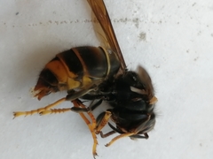 Vespa velutina