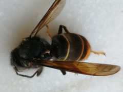 Vespa velutina