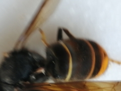 Vespa velutina